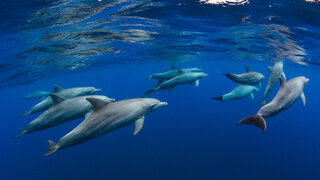 DolphinReunion_EN-US4598756391.jpg